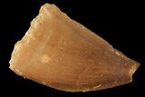 Bargain, Mosasaur (Prognathodon) Tooth - Morocco #101063-1